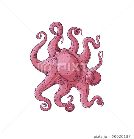 Purple Octopus Swimming Underwater In Oceanのイラスト素材