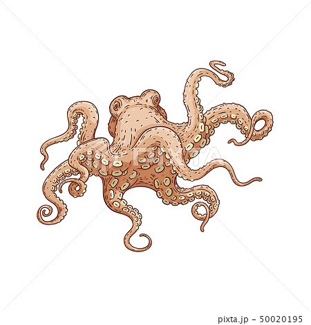 Hand Drawn Designed Octopus Beige Sea Element のイラスト素材