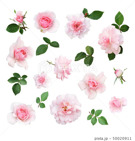 Set of pink rose flower and leaves 50020911