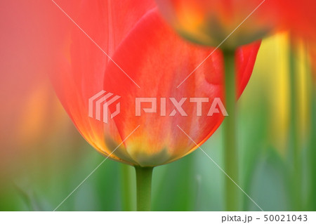 色とりどりに咲き誇る 50021043