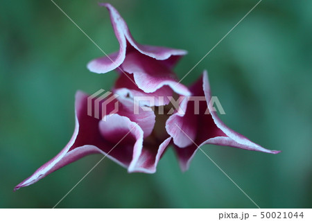 色とりどりに咲き誇る 色とりどりに咲き誇る 50021044