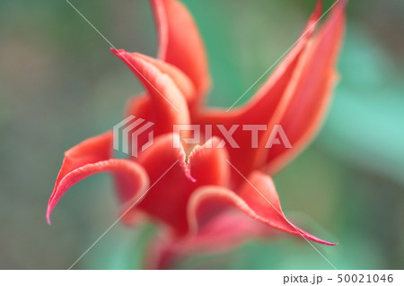 色とりどりに咲き誇る 50021046