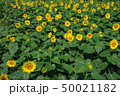 ひまわり畑 50021182