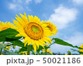 ひまわり 50021186