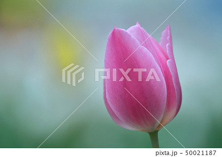 色とりどりに咲き誇る 色とりどりに咲き誇る 50021187