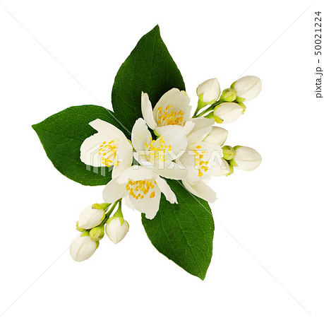 Jasmine flowers and leaves in floral arrangement 50021224