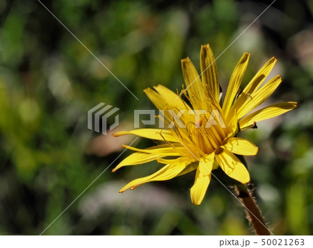 タンポポの花　 50021263