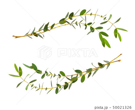 Decorative eucalyptus green leaves in wave Decorative eucalyptus green leaves in wave 50021326