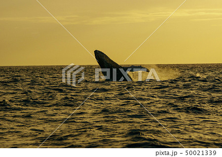 小笠原　ザトウクジラのジャンプ 50021339