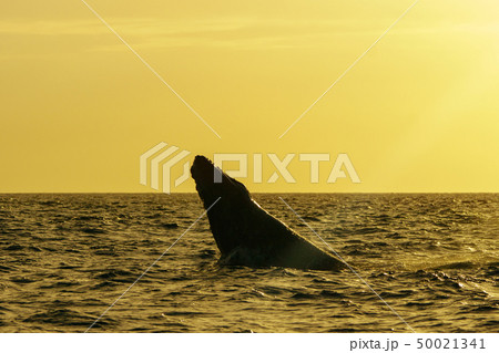 小笠原　ザトウクジラのジャンプ 50021341