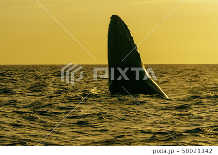 小笠原　ザトウクジラのジャンプ 50021342