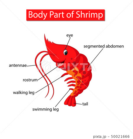 Diagram Showing Body Part Of Shrimpのイラスト素材