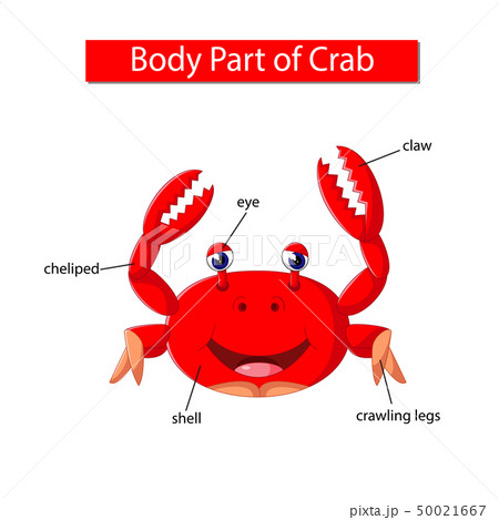 Diagram showing body part of crab Diagram showing body part of crab 50021667