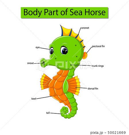 Diagram showing body part of sea horse Diagram showing body part of sea horse 50021669