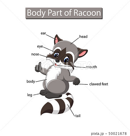 Diagram showing body part of raccoon Diagram showing body part of raccoon 50021678