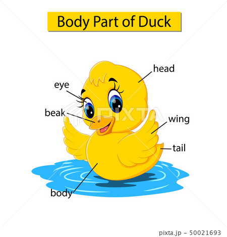 Diagram showing body part of duck Diagram showing body part of duck 50021693