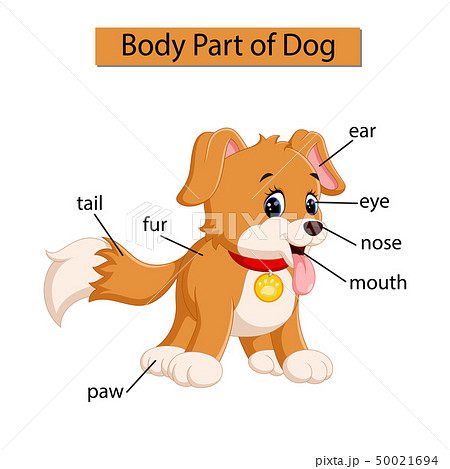 Diagram showing body part of dog Diagram showing body part of dog 50021694