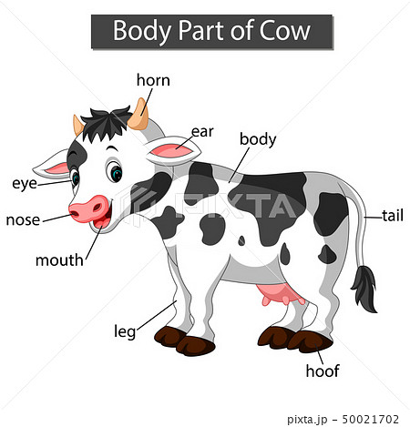 Diagram showing body part of cow 50021702