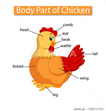 Diagram showing body part of chicken 50021720