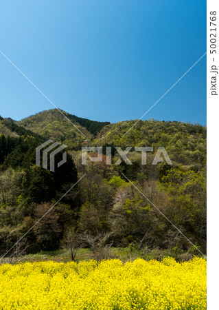 森林と菜の花畑の風景 【岡山県 津山市】 森林と菜の花畑の風景 【岡山県 津山市】 50021768
