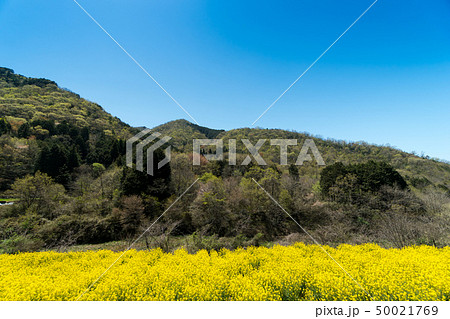 森林と菜の花畑の風景 【岡山県 津山市】 森林と菜の花畑の風景 【岡山県 津山市】 50021769
