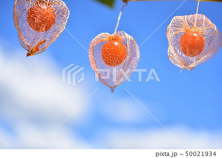 青空と鬼灯 青空と鬼灯 50021934
