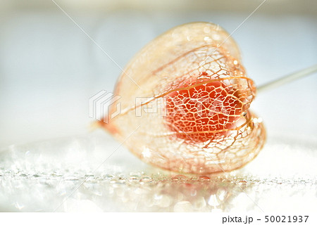 鬼灯 鬼灯 50021937