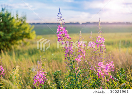 Red flowers of a willow-herb on a meadow Red flowers of a willow-herb on a meadow 50021961
