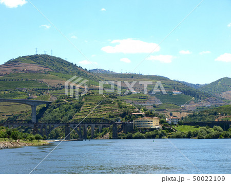 ポルトガルのドウロ川沿いの丘の葡萄畑とワイナリー 50022109