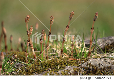 ツクシの芽生えー只見ダム　福島県只見町 50022154