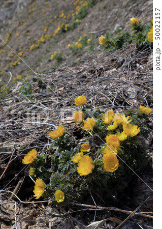 フクジュソウの群生地　福島県只見町 50022157