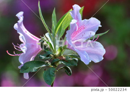 咲き誇る情熱の花 咲き誇る情熱の花 50022234