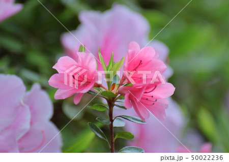 咲き誇る情熱の花 咲き誇る情熱の花 50022236