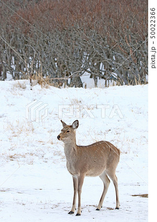 疎林の原野に立つエゾシカ［冬］/メス成獣（Ａ・３‐１） 50022366