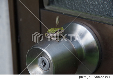ドアノブにとまる蛙 50022394
