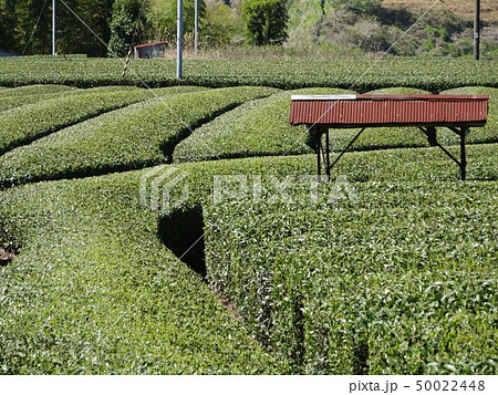 茶畑 50022448