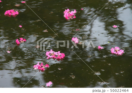 百日紅12 百日紅12 50022464