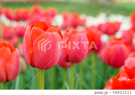 チューリップ畑 50022511