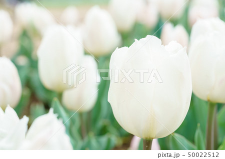 チューリップ畑 50022512