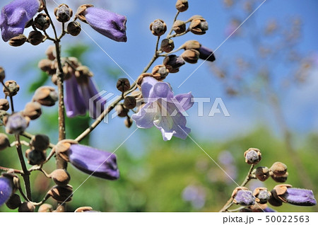 キリの花 桐 50022563