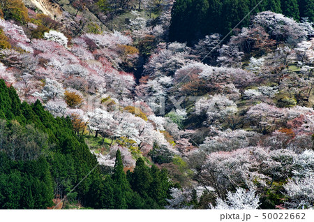 桜の名所で観光地、奈良県吉野山の千本桜 桜の名所で観光地、奈良県吉野山の千本桜 50022662