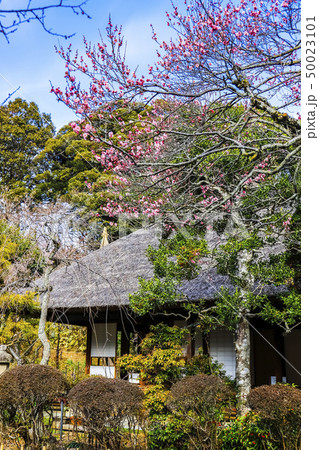 【東京都日野市】百草園 50023101