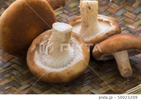 生椎茸 生しいたけ 食べ物 50023209