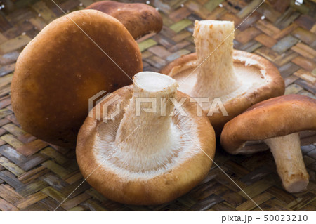生椎茸 生しいたけ 食べ物 50023210
