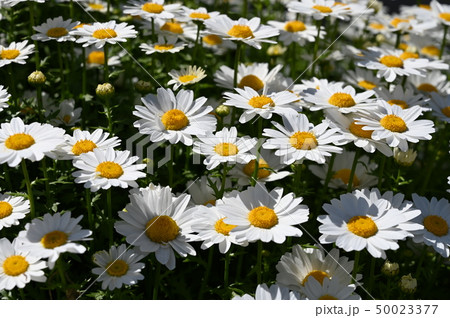 春の鶴見緑地公園 50023377