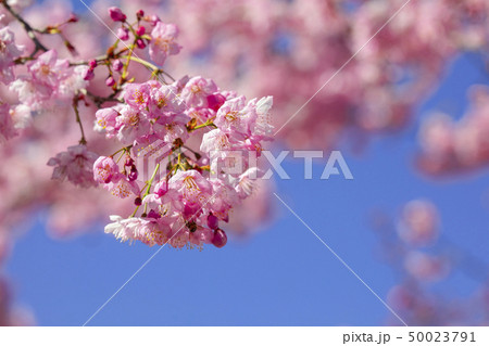 台湾 さくら祭 武陵農場 50023791