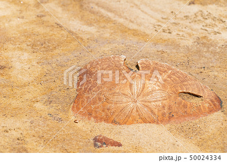 台湾 新北市 野柳地質公園 化石 50024334