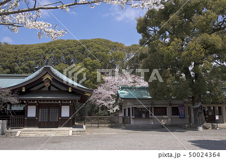社殿の奥でひっそりと咲く桜(真清田神社) 社殿の奥でひっそりと咲く桜(真清田神社) 50024364