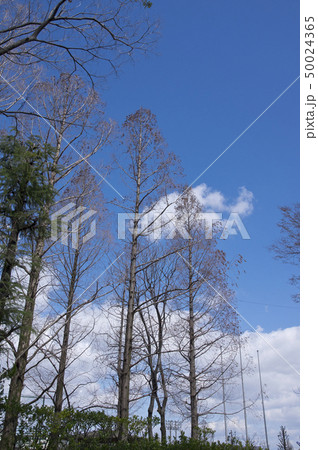 花穂や球顆を残す冬のメタセコイア 50024365