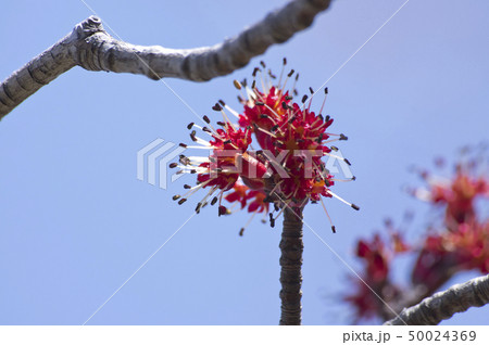 ハナノキの雄花 50024369